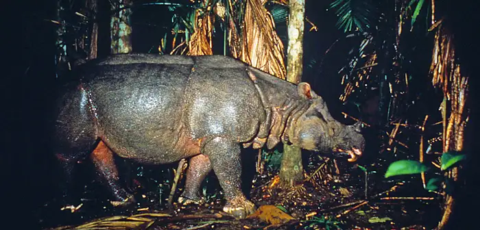 Javan Rhino captured by Mike Griffit WWF Javan Rhino by Mike Griffit WWF