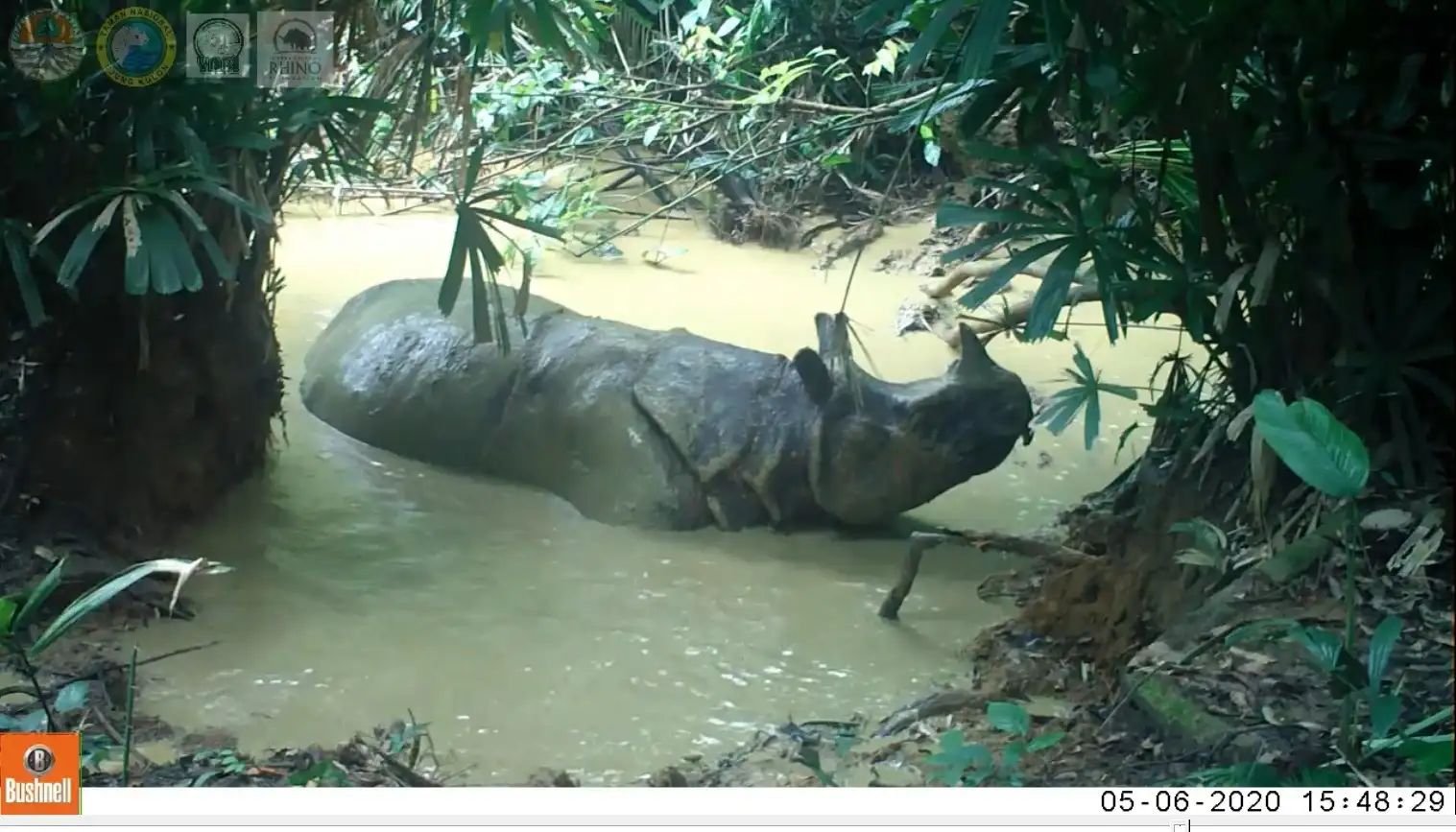 javan rhino